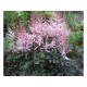 Астильба Арендса (Astilbe) (A) Delft Lace®