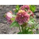 Морозник (Helleborus) Double Ellen Pink®