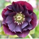 Морозник (Helleborus) Double Ellen Purple®