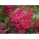 Астильба Арендса (Astilbe) (A) Else Schluck