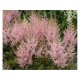 Астильба Арендса (Astilbe) (A) Erika