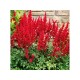 Астильба Арендса (Astilbe) (A) Fanal