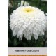 Нивяник Fiona Goghill