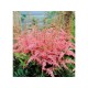 Астильба Арендса (Astilbe) (A) Flamingo®