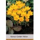 Крокус Golden Yellow