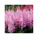 Астильба Арендса (Astilbe) (A) Ice Cream®