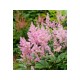 Астильба Арендса (Astilbe) (A) Kriemhilde