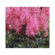 Астильба Арендса (Astilbe) (A) Lollypop®