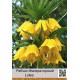 Рябчик Императорский Lutea