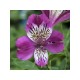 Альстромерия (Alstroemeria) Majestic Montsoreau®
