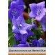 Ширококолокольчик Mariesii Blue