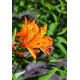Альстремерия (Alstroemeria) Orange King