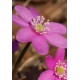 Печеночница (Hepatica) Pink Forest Hybrids®