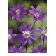 Печеночница (Hepatica) Purple Forest Hybrids®
