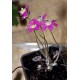 Печеночница (Hepatica) Red Forest Hybrids® 
