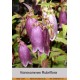 Колокольчик Rubriflora