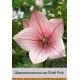 Широкодзвіночок Shell Pink