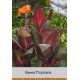 Канна Tropicana