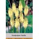 Книфофия Vanilla