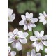 Печеночница (Hepatica) White Forest Hybrids®