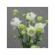Аквилегия (Aquilegia)  Winky Double White