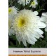 Нивяник Wirral Supreme