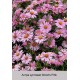 Астра кустовая Wood's Pink