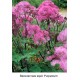 Василистник aquil. Purpureum
