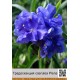 Традесканция caerulea Plena
