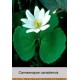 Сангвинария canadensis