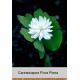 Сангвінарія canadensis Flora Plena