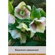 Морозник кавказьский