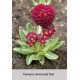 Примула denticulata Red