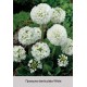 Примула denticulata White