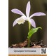 Орхидея formosana