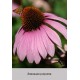 Ехінацея purpurea