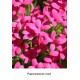 Родогипоксис rood