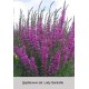 Дербенник sal. Lady Sackville