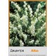 Дицентра Alba