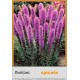 Ліатріс spicata