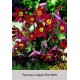 Прострел vulgaris Red Bells