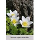 Прострел vulgaris White Bells