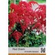 Астильба Арендса Red Charm
