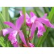 Блетилла (Bletilla) striata