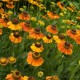 Геленіум (Helenium) Mardi Gras