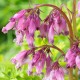 Дицентра (Dicentra)	Spring Gold®