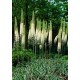 Эремурус (Eremurus) White