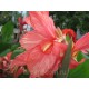 Канна (Canna)  	Crimson Beauty