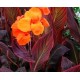 Канна (Canna)  	Durban