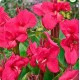 Канна (Canna)  	Empire